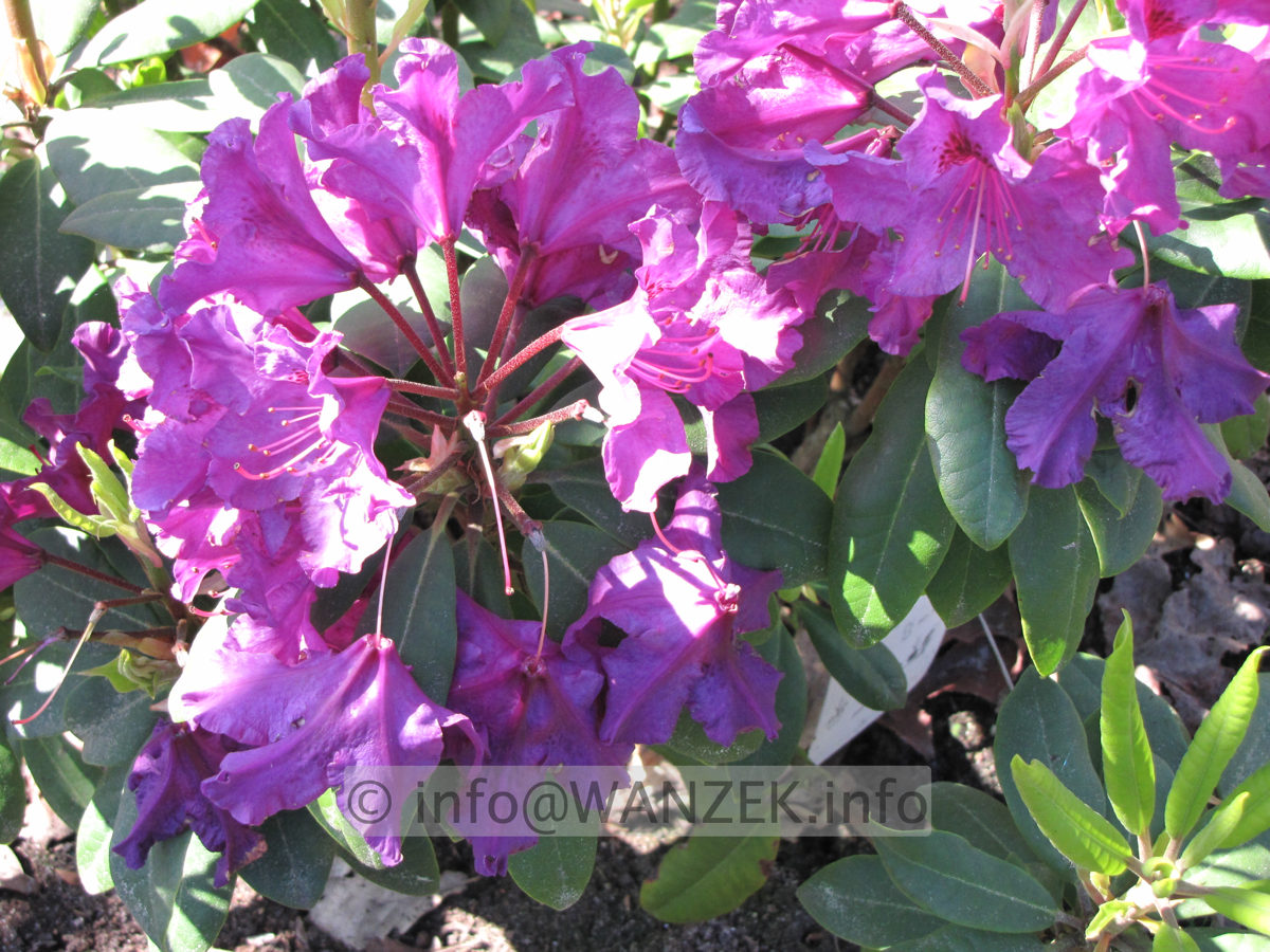 Rhododendron Azurro.JPG